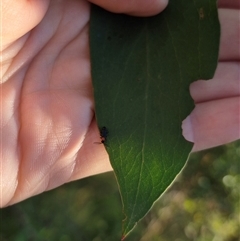 Malachiinae (subfamily) at Forbes Creek, NSW - 28 Dec 2024 06:35 PM