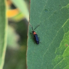 Malachiinae (subfamily) at Forbes Creek, NSW - 28 Dec 2024 06:35 PM