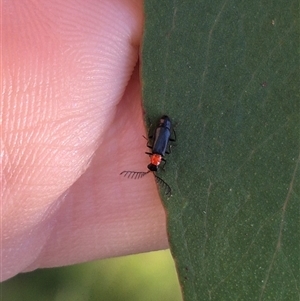 Malachiinae (subfamily) at Forbes Creek, NSW - 28 Dec 2024 06:35 PM