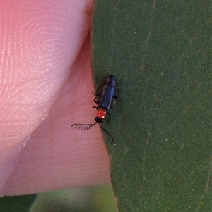 Malachiinae (subfamily) at Forbes Creek, NSW - 28 Dec 2024 06:35 PM