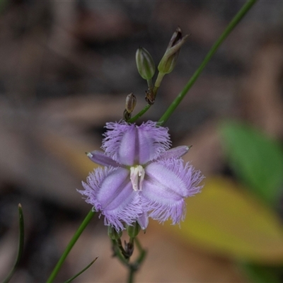 Thysanotus juncifolius (Branching Fringe Lily) at Green Cape, NSW - 21 Oct 2020 by AlisonMilton