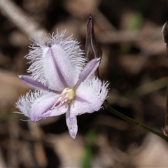 Thysanotus tuberosus subsp. tuberosus (Common Fringe-lily) at Green Cape, NSW - 20 Oct 2020 by AlisonMilton