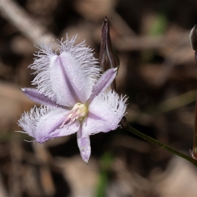Thysanotus tuberosus subsp. tuberosus (Common Fringe-lily) at Green Cape, NSW - 21 Oct 2020 by AlisonMilton