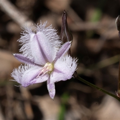 Thysanotus tuberosus subsp. tuberosus (Common Fringe-lily) at Green Cape, NSW - 20 Oct 2020 by AlisonMilton