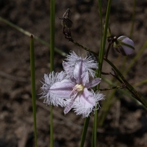 Thysanotus tuberosus subsp. tuberosus at Green Cape, NSW - 21 Oct 2020 10:22 AM