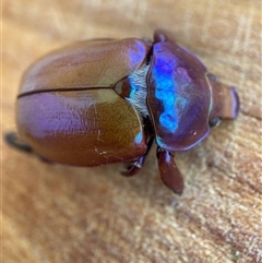 Anoplognathus montanus (Montane Christmas beetle) at Hackett, ACT - 29 Dec 2024 by waltraud