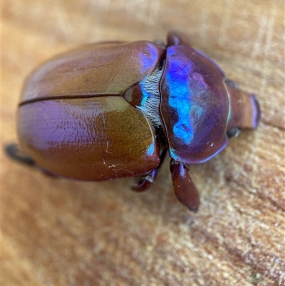 Anoplognathus montanus (Montane Christmas beetle) at Hackett, ACT - 29 Dec 2024 by waltraud