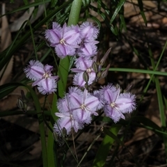 Thysanotus tuberosus subsp. tuberosus (Common Fringe-lily) at Green Cape, NSW - 20 Oct 2020 by AlisonMilton