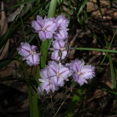 Thysanotus tuberosus subsp. tuberosus (Common Fringe-lily) at Green Cape, NSW - 21 Oct 2020 by AlisonMilton
