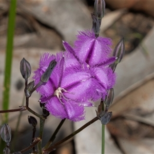 Thysanotus tuberosus subsp. tuberosus at Green Cape, NSW - 21 Oct 2020