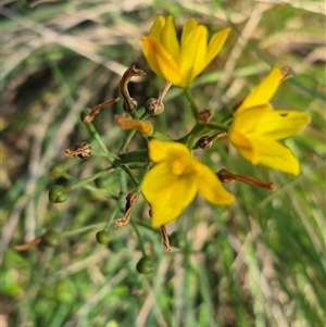 Bulbine bulbosa (Golden Lily, Bulbine Lily) at Forbes Creek, NSW by clarehoneydove