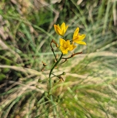 Bulbine bulbosa at Forbes Creek, NSW - 28 Dec 2024 06:27 PM