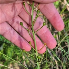 Bulbine bulbosa at Forbes Creek, NSW - 28 Dec 2024 06:27 PM