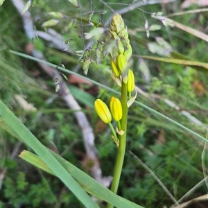 Bulbine bulbosa at Forbes Creek, NSW - 28 Dec 2024 06:27 PM