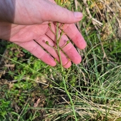 Bulbine bulbosa at Forbes Creek, NSW - 28 Dec 2024 06:27 PM