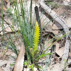 Banksia serrata (Saw Banksia) at Green Cape, NSW - 21 Oct 2020 by AlisonMilton