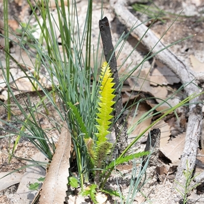 Banksia serrata (Saw Banksia) at Green Cape, NSW - 20 Oct 2020 by AlisonMilton