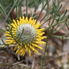 Isopogon anemonifolius (Common Drumsticks) at Green Cape, NSW - 22 Oct 2020 by AlisonMilton