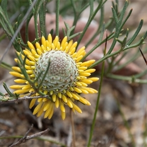 Isopogon anemonifolius at Green Cape, NSW - suppressed