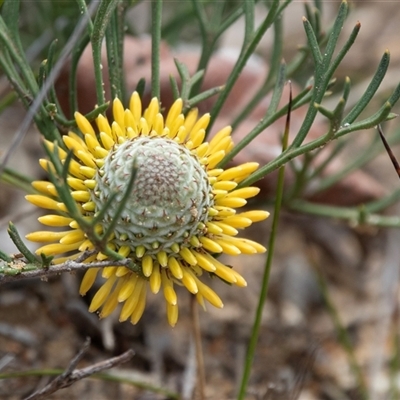 Isopogon anemonifolius (Common Drumsticks) at Green Cape, NSW - 23 Oct 2020 by AlisonMilton