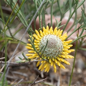 Isopogon anemonifolius at Green Cape, NSW - suppressed