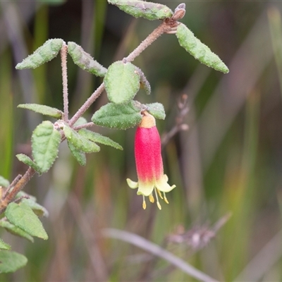 Correa reflexa (Common Correa, Native Fuchsia) at Green Cape, NSW - 22 Oct 2020 by AlisonMilton