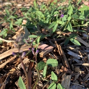 Glycine tabacina at Hackett, ACT - 28 Dec 2024 07:25 PM