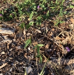 Glycine tabacina at Hackett, ACT - 28 Dec 2024 07:25 PM