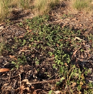 Glycine tabacina at Hackett, ACT - 28 Dec 2024