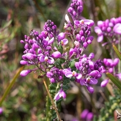 Comesperma ericinum (Heath Milkwort) at Green Cape, NSW - 21 Oct 2020 by AlisonMilton