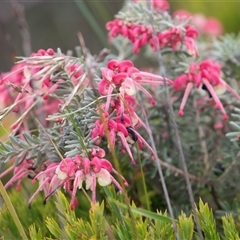 Grevillea lanigera (Woolly Grevillea) at Green Cape, NSW - 21 Oct 2020 by AlisonMilton