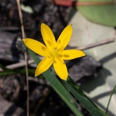 Hypoxis hygrometrica at Green Cape, NSW - 21 Oct 2020 by AlisonMilton