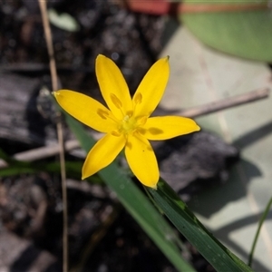 Hypoxis hygrometrica at Green Cape, NSW by AlisonMilton