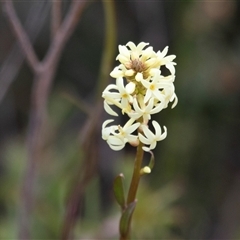 Stackhousia monogyna (Creamy Candles) at Green Cape, NSW - 23 Oct 2020 by AlisonMilton