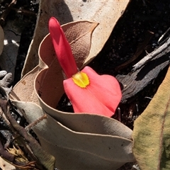 Kennedia prostrata (Running Postman) at Green Cape, NSW - 21 Oct 2020 by AlisonMilton