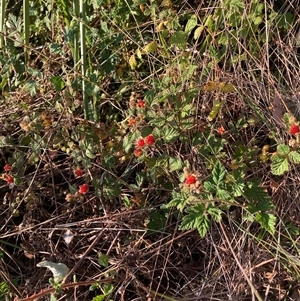 Rubus parvifolius (Native Raspberry) at Hackett, ACT by waltraud