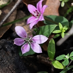 Schelhammera undulata (Lilac Lily) at Green Cape, NSW by AlisonMilton