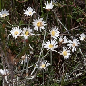 Helichrysum leucopsideum at Green Cape, NSW by AlisonMilton