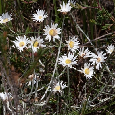 Helichrysum leucopsideum at Green Cape, NSW - 21 Oct 2020 by AlisonMilton