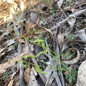 Grona varians (Slender Tick-Trefoil) at Hackett, ACT by waltraud