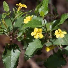 Goodenia ovata (Hop Goodenia) at Green Cape, NSW - 21 Oct 2020 by AlisonMilton