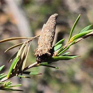 Bathromelas hyaloscopa (Buloke Bagworm) at Bungendore, NSW by clarehoneydove