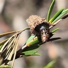 Bathromelas hyaloscopa at Bungendore, NSW - suppressed