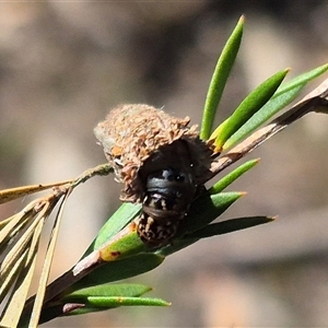 Bathromelas hyaloscopa at Bungendore, NSW - suppressed