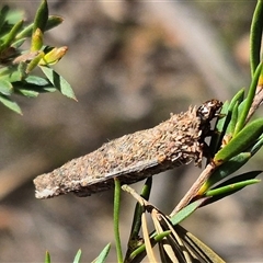 Bathromelas hyaloscopa at Bungendore, NSW - suppressed