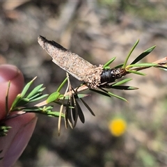 Bathromelas hyaloscopa at Bungendore, NSW - suppressed