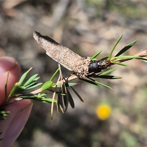 Bathromelas hyaloscopa at Bungendore, NSW - 27 Dec 2024