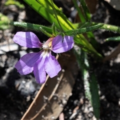 Scaevola ramosissima (Hairy Fan-flower) at Green Cape, NSW - 20 Oct 2020 by AlisonMilton