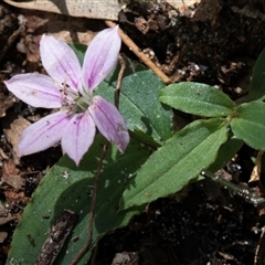 Schelhammera undulata (Lilac Lily) at Green Cape, NSW - 21 Oct 2020 by AlisonMilton