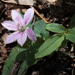 Schelhammera undulata (Lilac Lily) at Green Cape, NSW by AlisonMilton